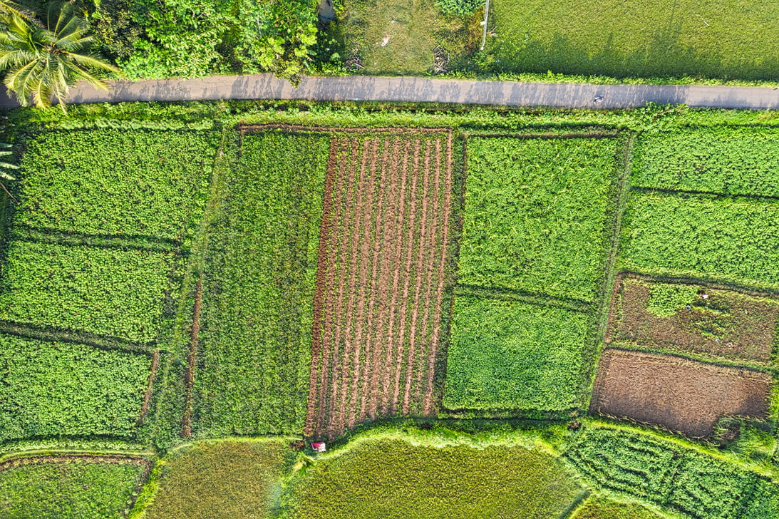 Lush green agricultural fields in sunlight