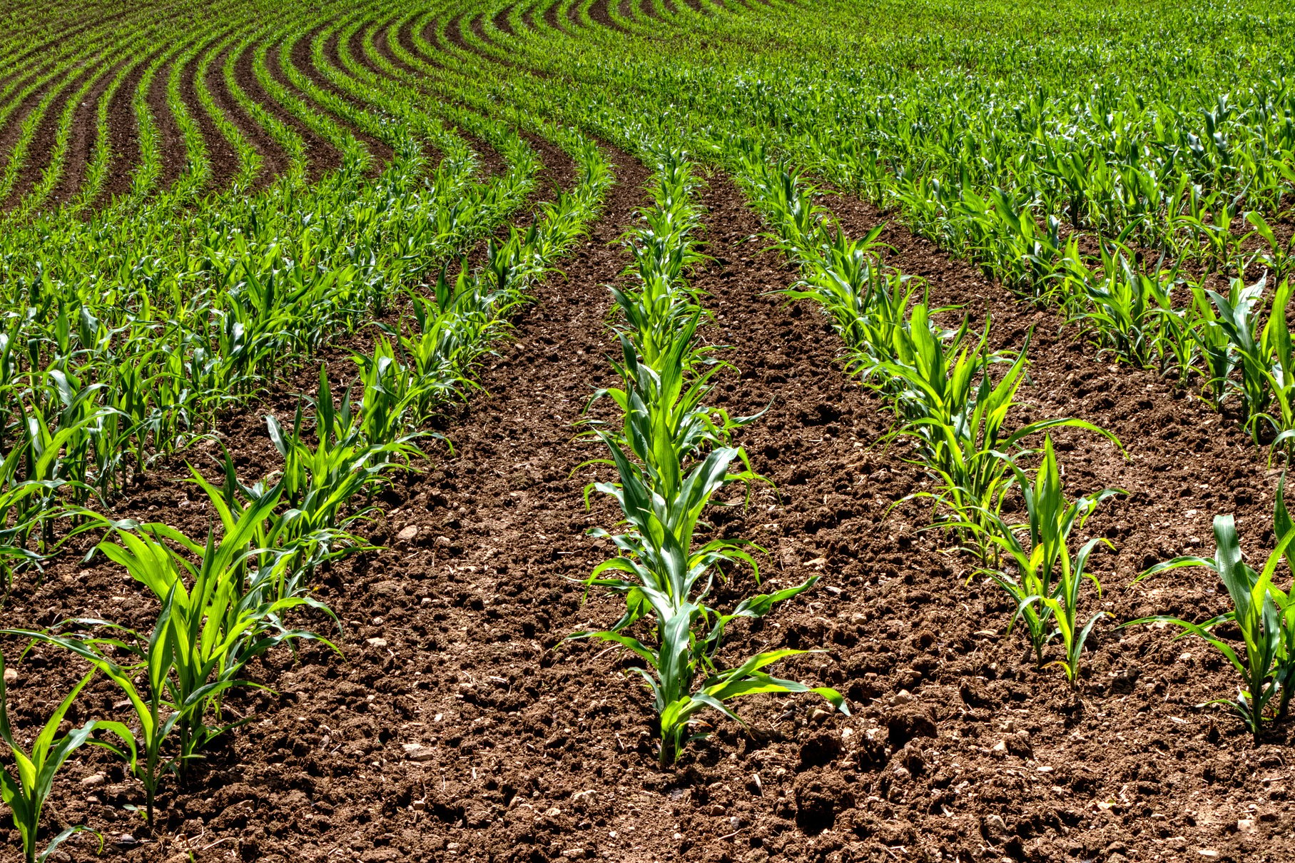 Corn Crop Field